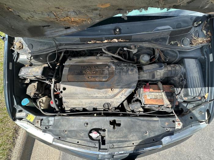 2003 honda odyssey ex-w--leather with 249966 miles for sale near elk-river, minnesota 63057dafd9494855a164ce50a6841a1a.jpeg