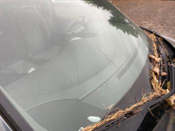 2006 toyota sienna with 146292 miles for sale near elk-river, minnesota 6632f031d8534e9bbe27235e3d689d83.jpeg