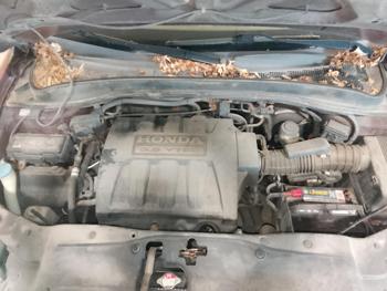2008 honda pilot vp-4wd with 269978 miles for sale near elk-river, minnesota ae505d1298444a1090445228d0e8e976.jpg