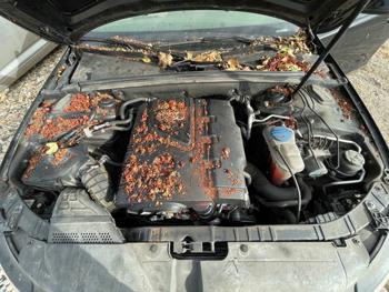 2011 audi a4 2.0t-sedan-quattro-tiptronic with 126497 miles for sale near elk-river, minnesota be08549a504e46009a7e9dd562b3bdf4.jpeg