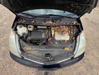2008 toyota prius 4-door-liftback with 214450 miles for sale near elk-river, minnesota d3b4d7c6c38d4cfb94107329cdd9a694.jpeg