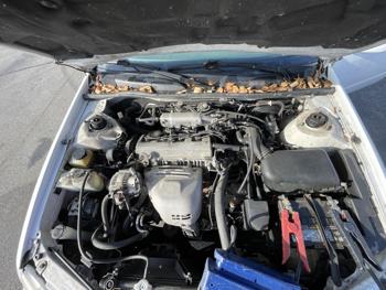 1998 toyota camry sel with 171459 miles for sale near elk-river, minnesota d7f0df85e2364839ac6e4419cb0ea521.jpg