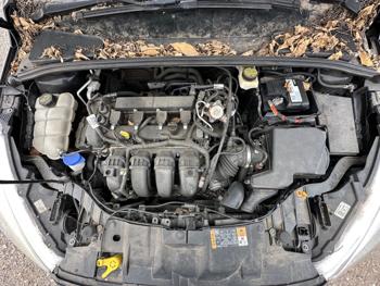 2017 ford focus s-sedan with 161400 miles for sale near elk-river, minnesota efc72b2847bb4ce194963284956e678c.jpeg